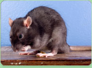 rat control Poole